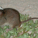 Gone forever: The Bramble Cay melomys is now extinct (Image: Queensland Government)